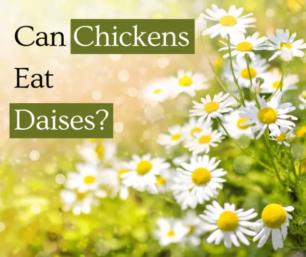 Can chickens eat daisies? (other flowers included)