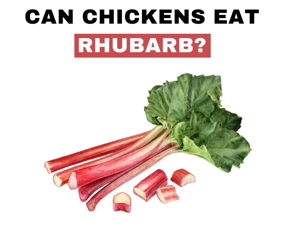 Is rhubarb safe for chickens? No! Rhubarb is poisonous for chickens because of the high levels of oxalic acid.