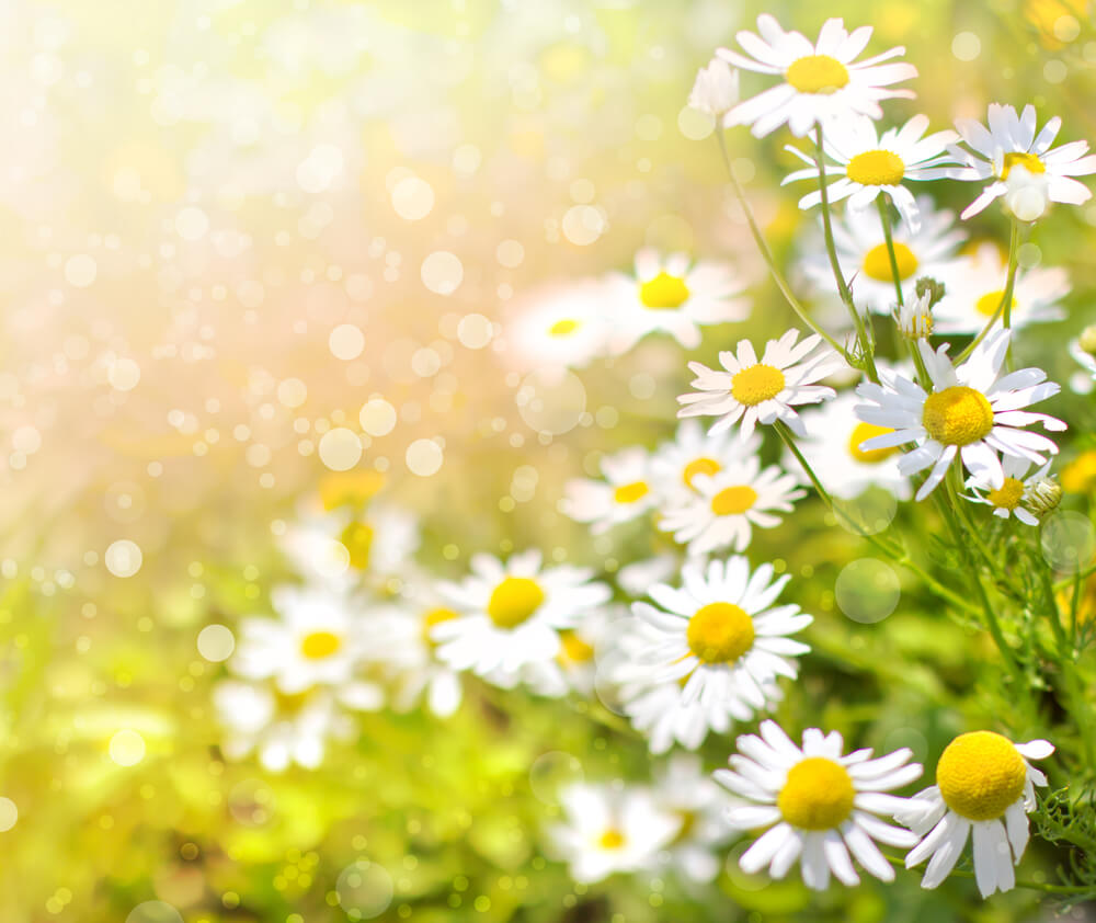Background of daisies in a summer field.