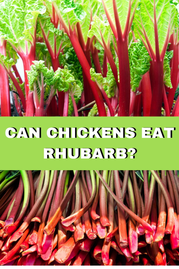 Is rhubarb safe for chickens? No! Rhubarb is poisonous for chickens because of the high levels of oxalic acid.