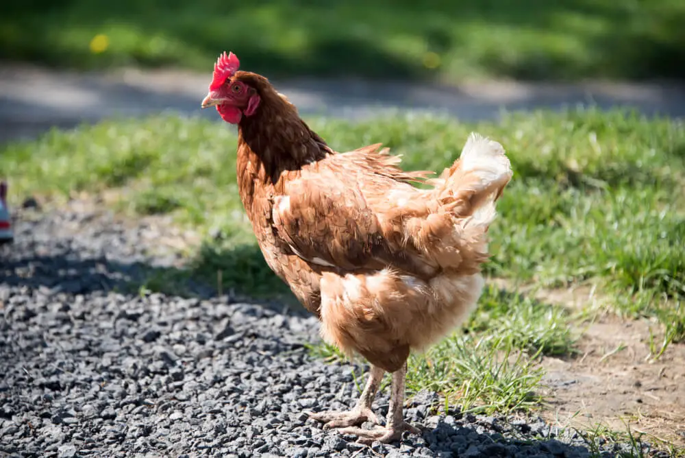 Catalana Chicken Breed (characteristics, eggs per year, and broodiness)
