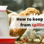 How to keep chickens from spilling food
