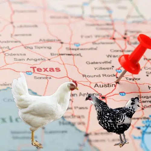 5 Best Chickens for Texas, United States (heat hardy, temperament, and origin)