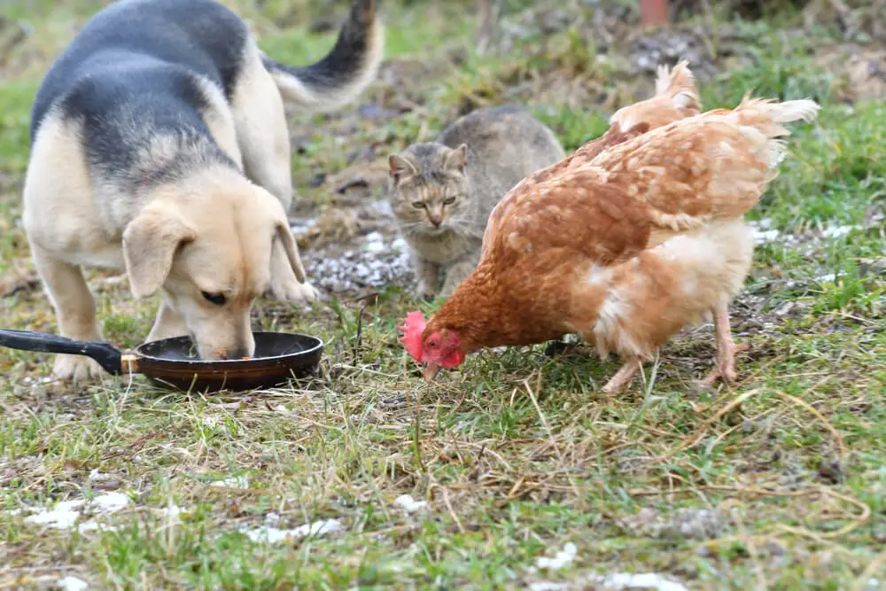 can chickens eat dog food?