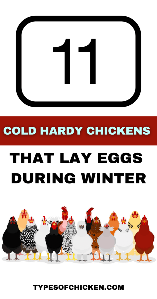  Chickens lay eggs year round, but some basic breeds lay better than others during the winter. Here are the 11 best Winter Egg Laying Chickens