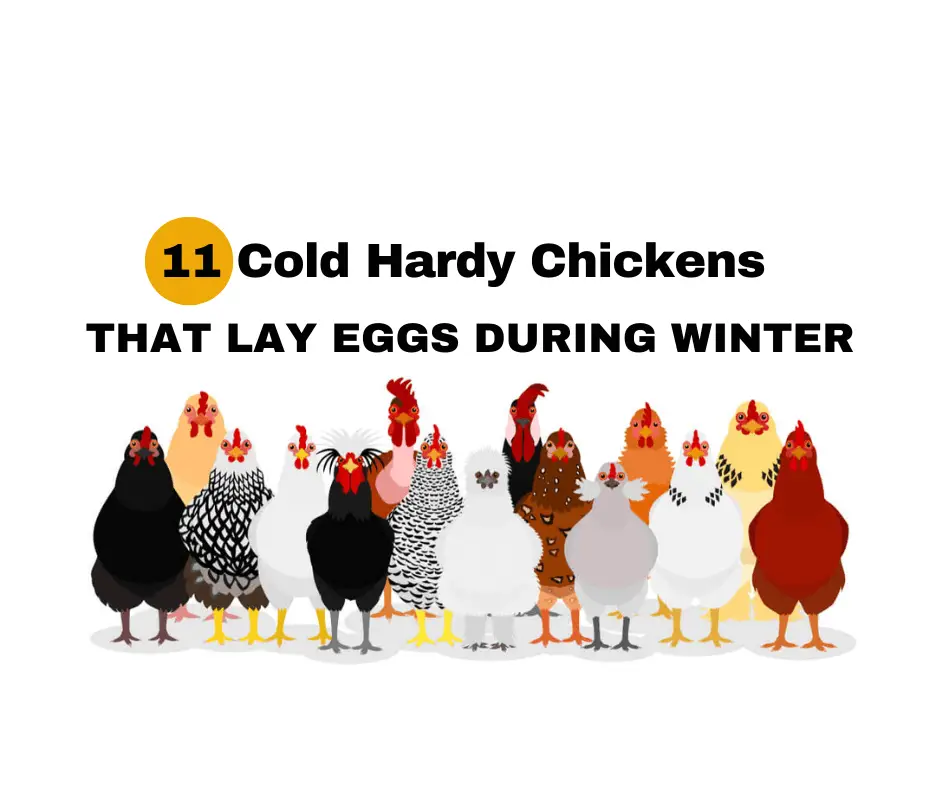 11 Cold Hardy Chickens That Lay Eggs During Winter