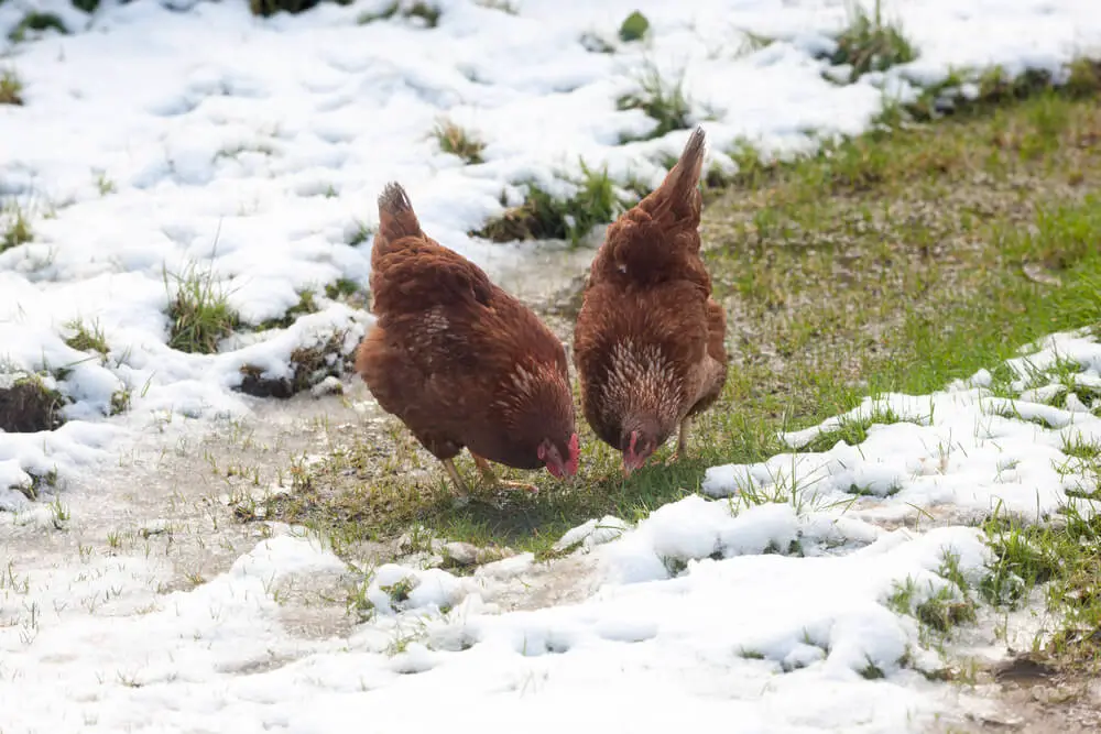 Are RIRs good for winter? Rhode Island Reds are cold hardy chickens