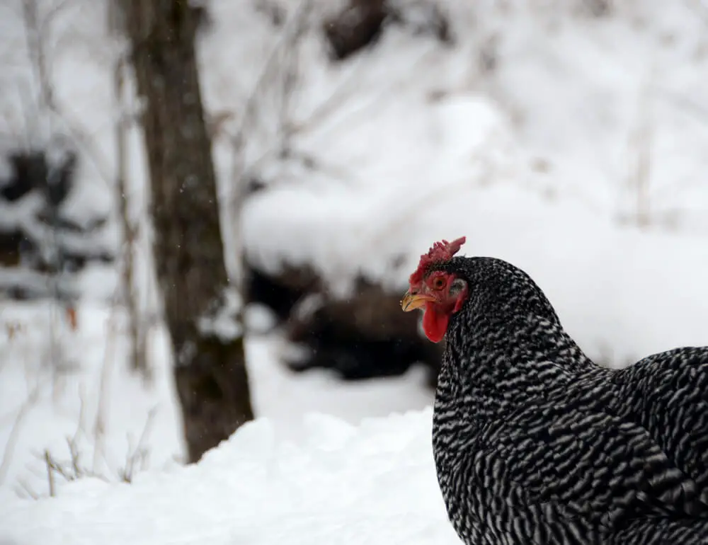 American dominique breed chicken looking over a snowy winter scene on a cloudy day