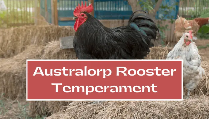 Australorp Rooster Behavior