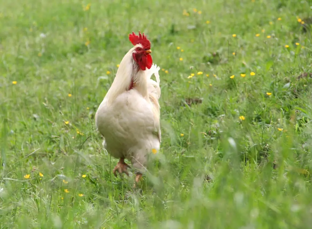 Leghorn roosters are generally friendly but can be aggressive.