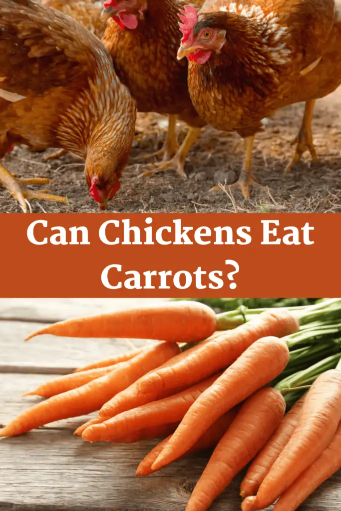 Can Chickens Devour Carrots?