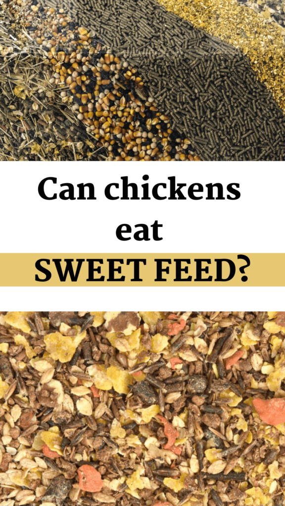 Can chickens eat SWEET FEED?