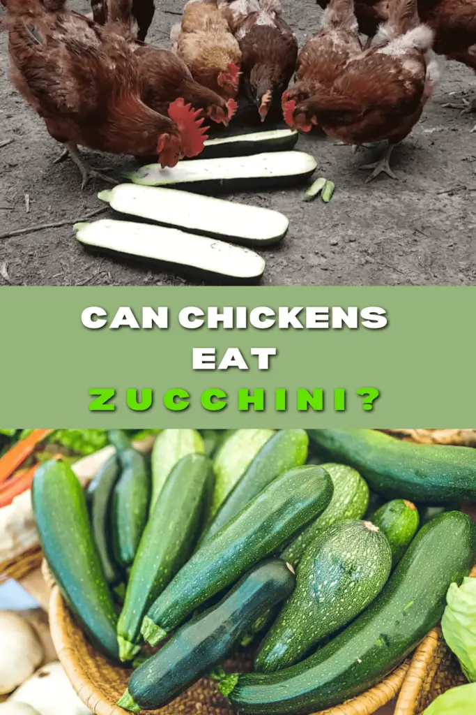 Yes, chickens can eat zucchini. In fact, chickens absolutely love zucchini because it contains fiber, vitamins, and minerals.