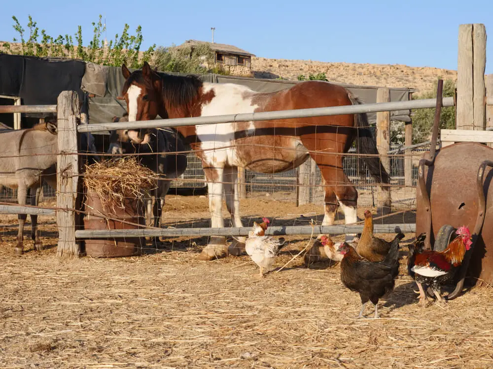 Chickens eating horse feed, so yes chickens can consume horse feed