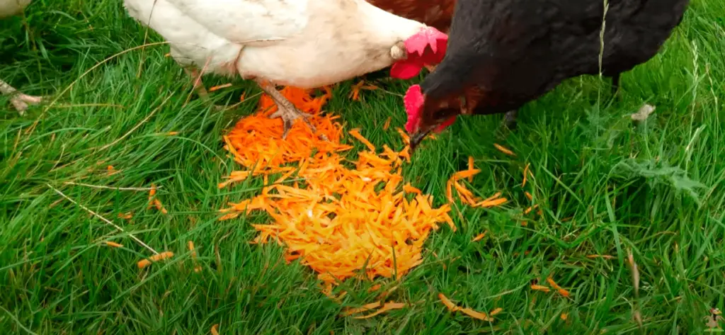Chickens eating cooked carrots 