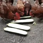 Chickens-eat-zucchini