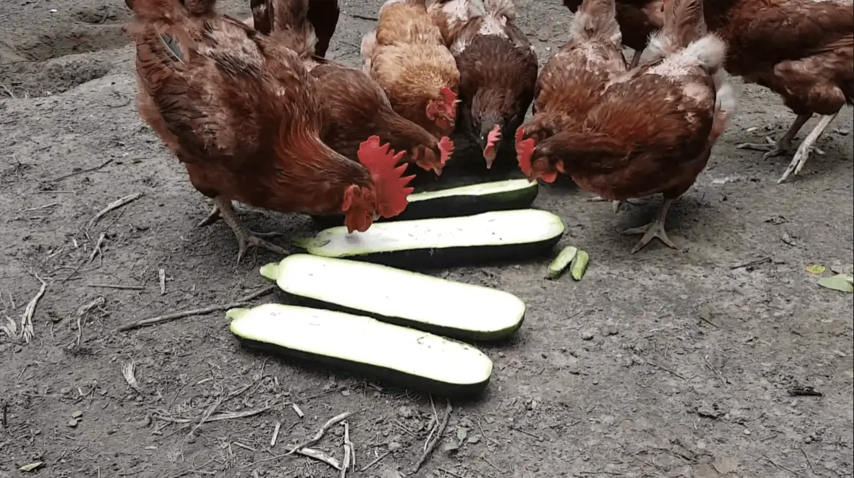 Chickens-eat-zucchini