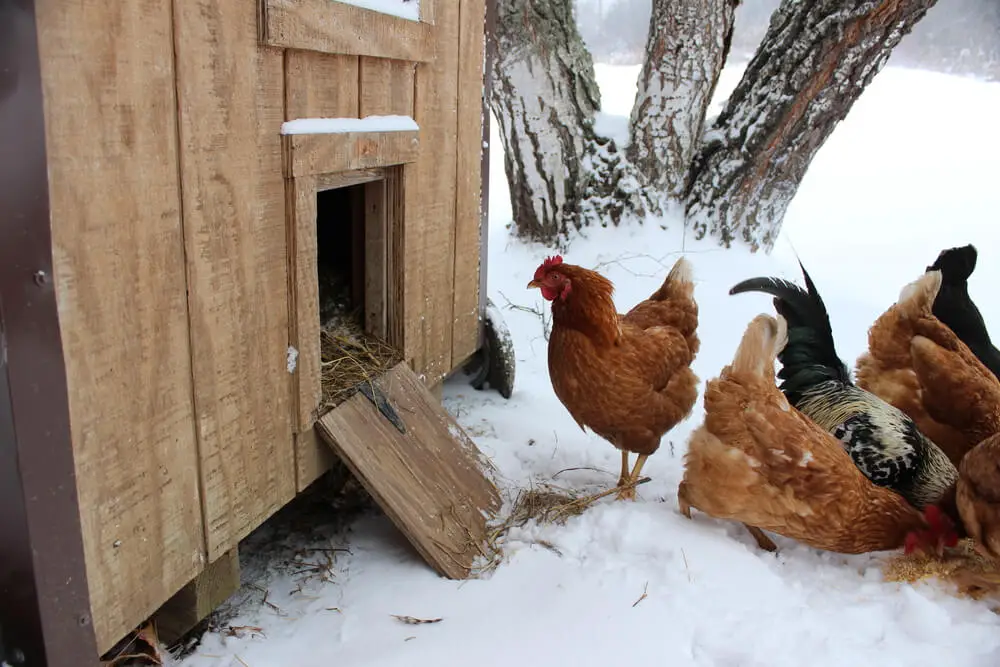 Flock of chickens in a freezing winter