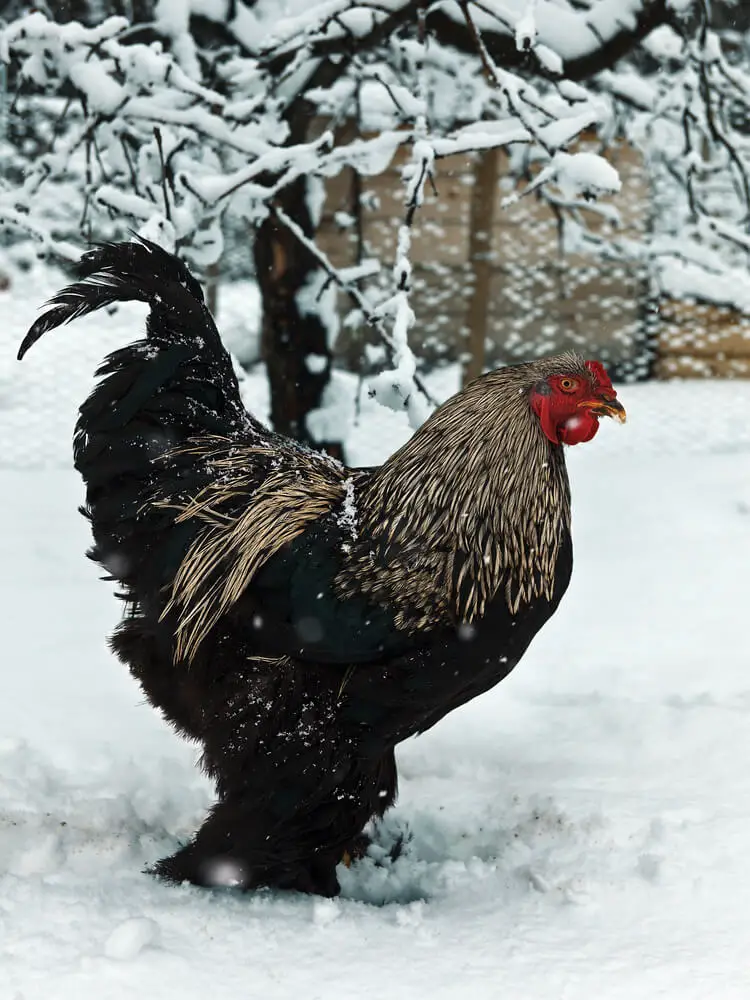 Are Brahma chickens cold hardy? Yes, brahmas are good chickens for winter