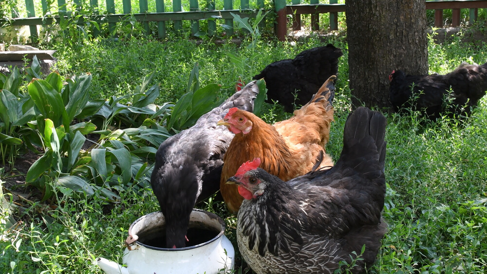 Is oregano good for chickens?