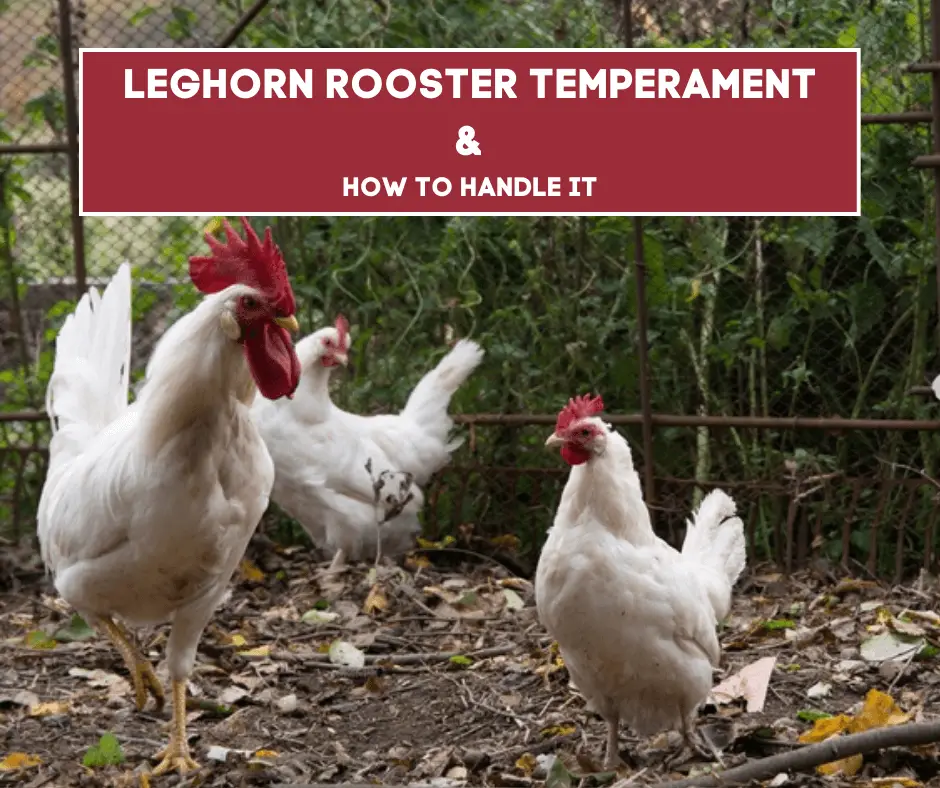 Leghorn Rooster Temperament