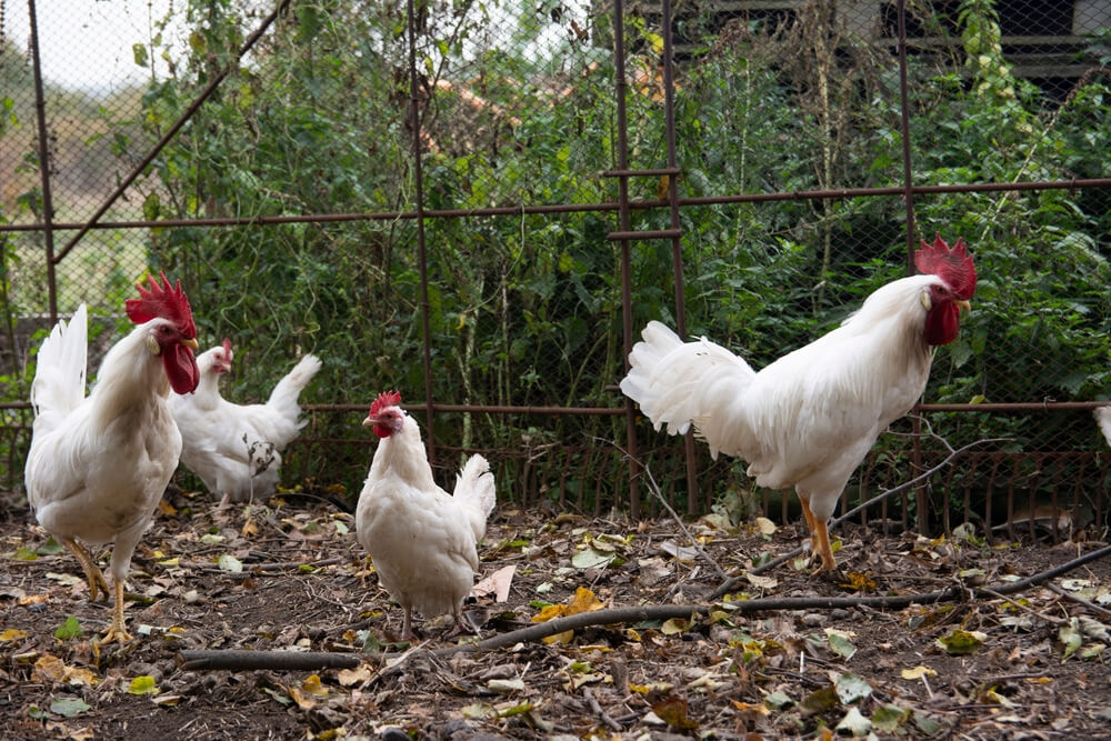 Leghorn hens are one of the best egg laying chickens for Colorado