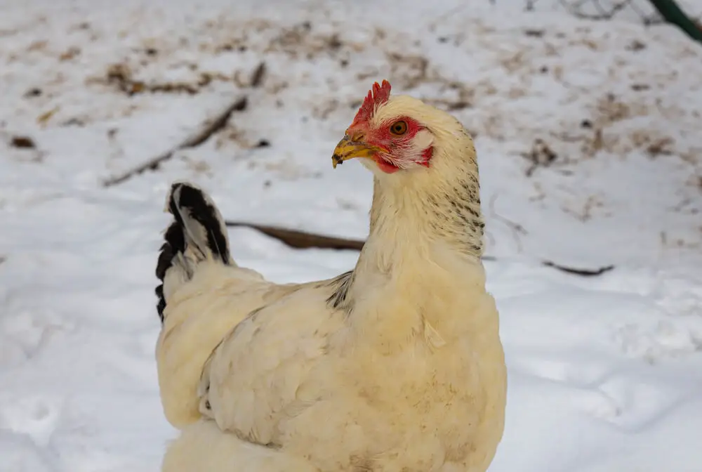 Light Sussex chickens are a great option for cold weather. They are small, hardy birds that will lay an average of 250 eggs per year.