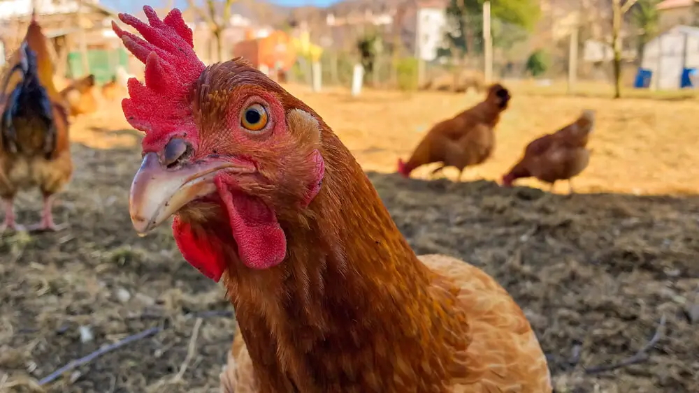 New Hampshire chicken in organic farm
