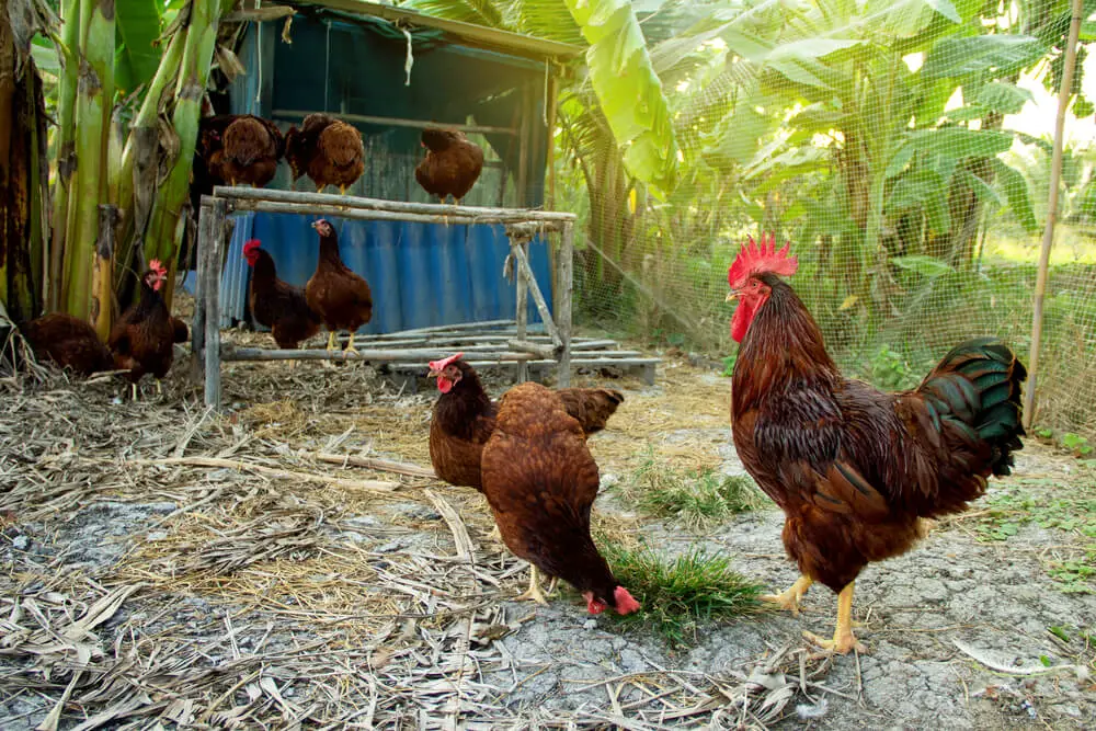 Rhode island red roosteThe Rhode Island Red Chicken is another excellent option when it comes to selecting breeds specifically developed for their tick-repelling ability (RIR). r