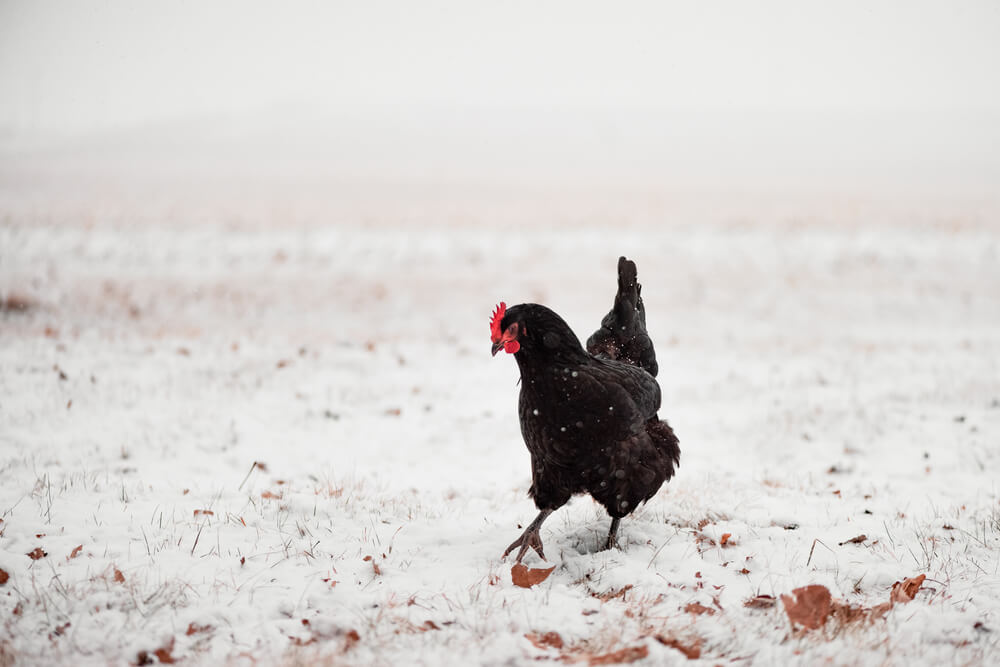 Is Black Australorp Chicken good for cold climates? Yes, you can see a black australorp chicken walking in the snow ourside in Iowa, US