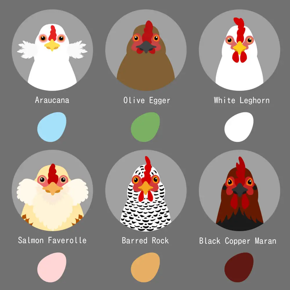 chicken breeds and egg colors set - Salmon Faverolle lays pink eggs
Oliver Egger lays green eggs
Araucana Lays Blue eggs