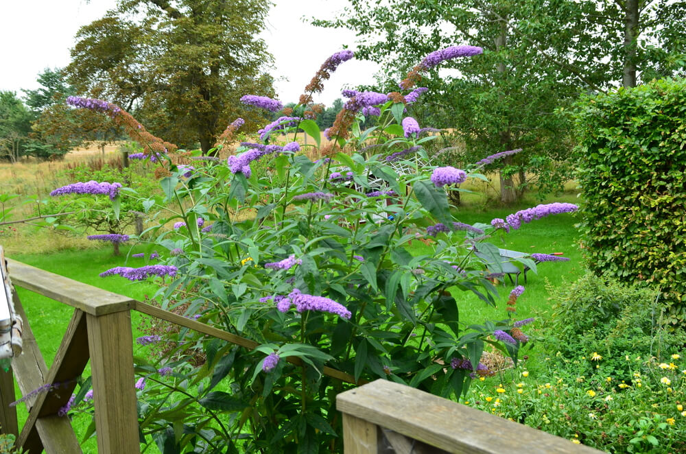 Butterfly bushes (Buddleia) are an excellent choice for your chicken run because they offer a lot of shade, and their flowers attract butterflies and bees. They're also easy to grow, and they come in a variety of colors.