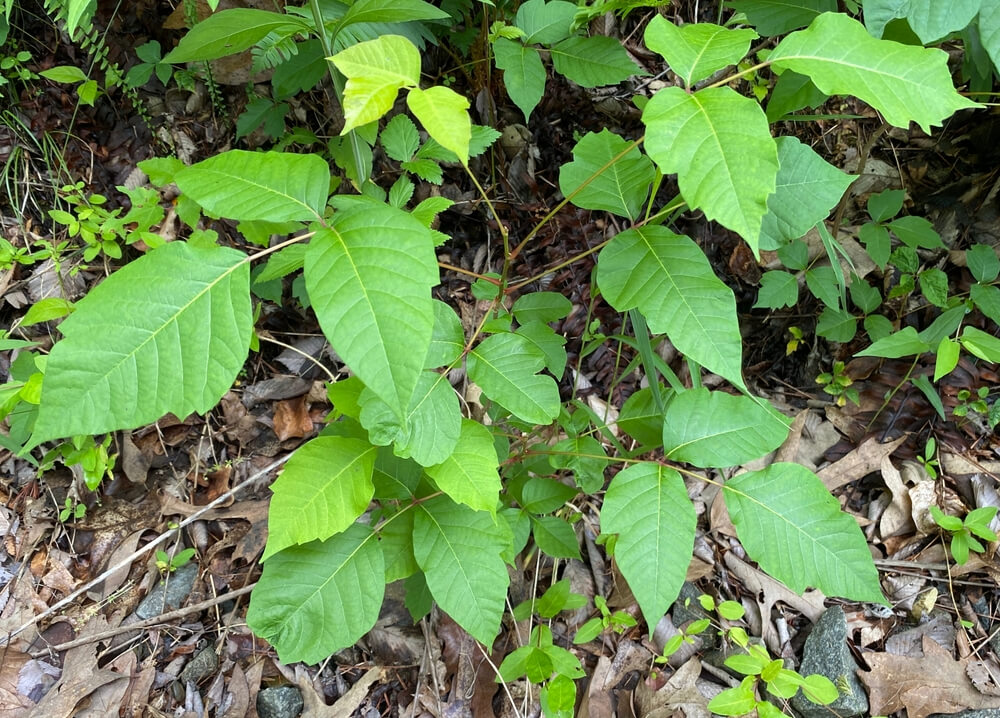 Will chickens eat poison ivy?