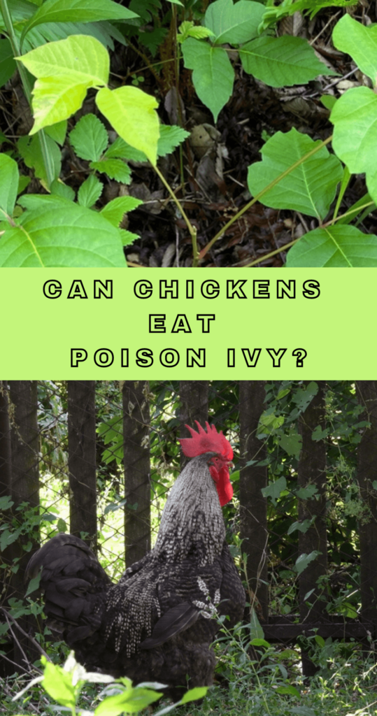 Chickens love eating poison ivy! They'll happily gobble up the leaves and stems without any ill effects. That's because chickens are omnivores, which means they eat both plants and animal foods. If you have poison ivy growing around your coop, chickens might eat or ignore it! They're not allergic to poison ivy, and they don't have the same sensitivity to it that humans do.