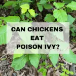 do chickens eat poison ivy?