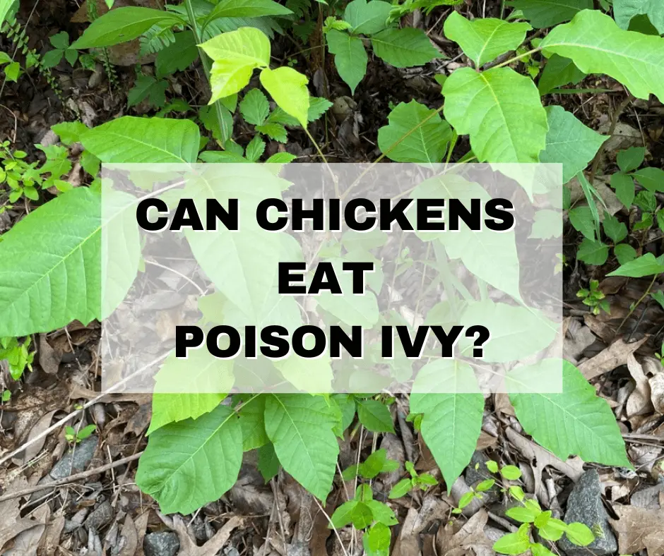 do chickens eat poison ivy?