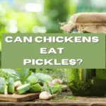 Can chickens eat pickles?