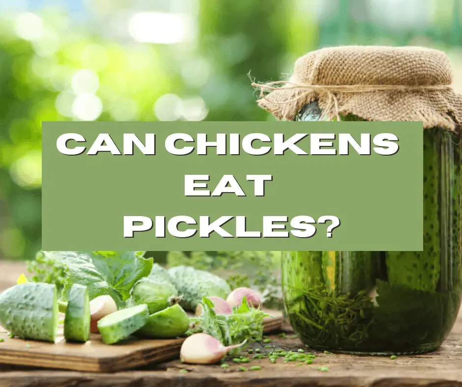 Can chickens eat pickles?