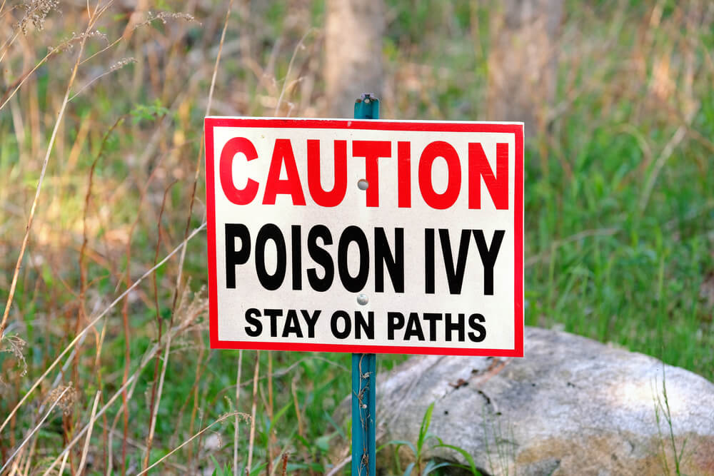Unlike humans, chickens and most animals are immune to poison ivy plants.