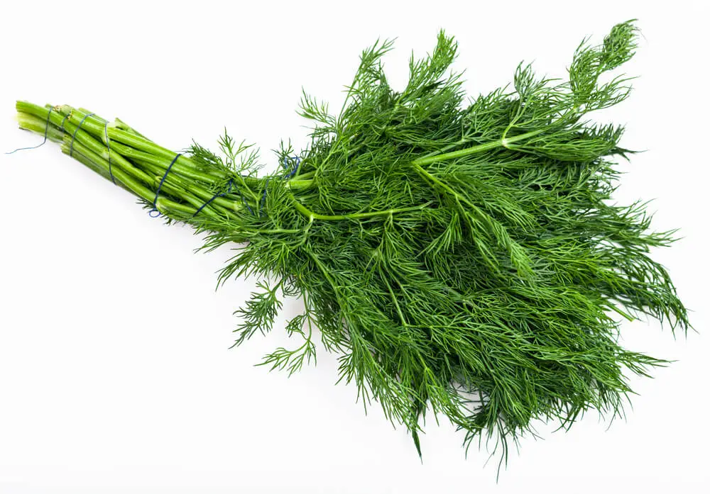 Dill is an herb that has many uses. It can be used as a garnish for salads or soups, and it can also be used to make dill pickles or dill sauce. The seeds of the dill plant are used in cooking and in medicine.