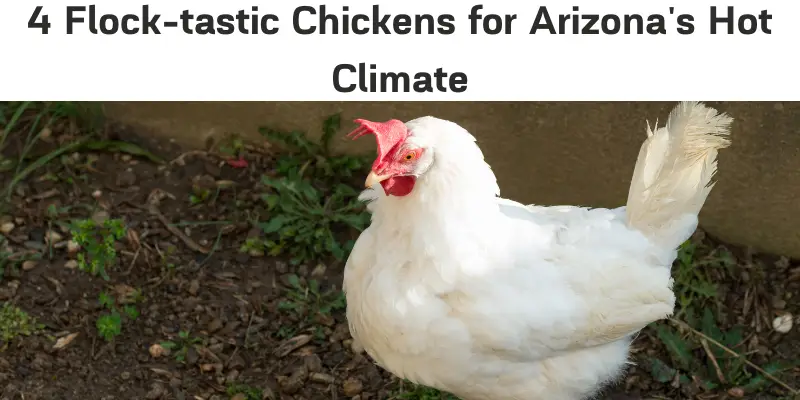 best laying hens for Arizona United States