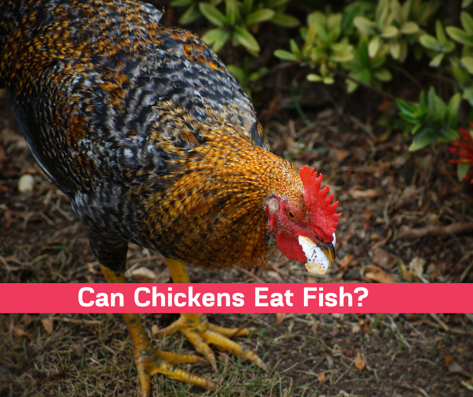 can chickens eat fish?