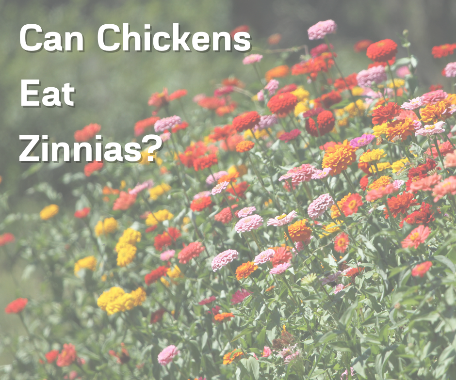 Yes, chickens can eat zinnias. Zinnias are an annual flowering plant that belongs to the daisy family.