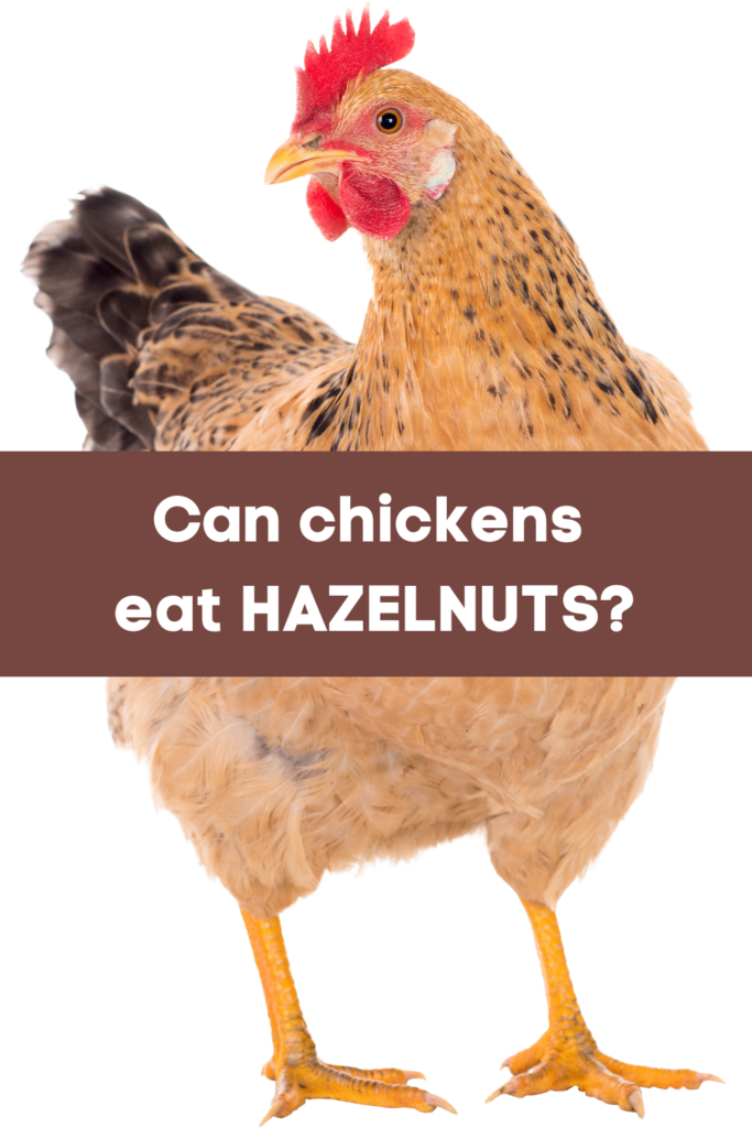Yes, chickens can eat hazelnuts as an occasional treat. However, it is important to keep in mind that chickens should not be fed a diet that consists primarily of human foods, as their nutritional needs are different from those of humans. 