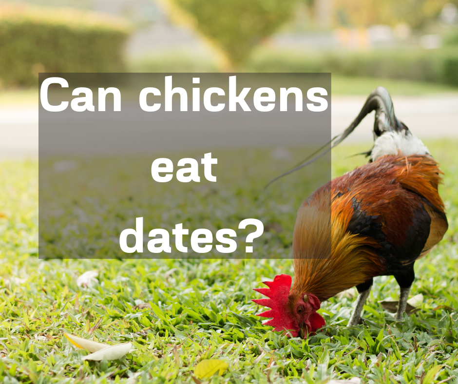can chickens eat fresh dates