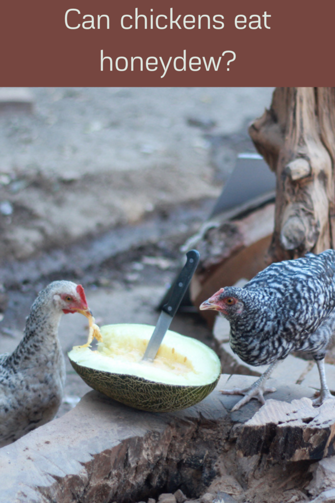 Yes, chickens can eat honeydew. Honeydew is a type of melon that is safe for chickens to eat. In fact, most fruits and vegetables are safe for chickens to eat, with a few exceptions such as avocado, which can be toxic to chickens. 