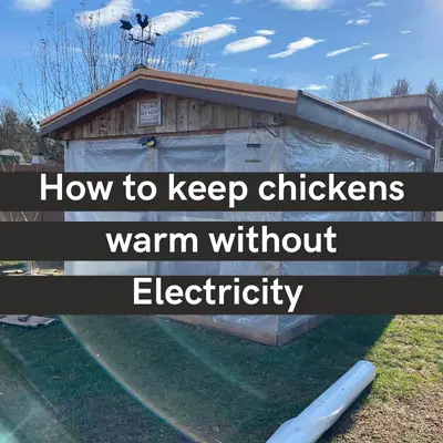 How to keep chickens warm without Electricity