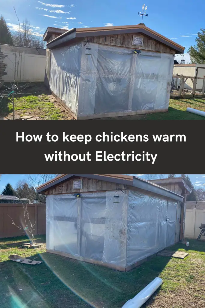 Chickens are able to regulate their body temperature to a certain extent, but they do rely on external sources of heat to keep warm, especially in cold weather. Chickens have a natural tendency to huddle together to conserve heat, and they will fluff their feathers to create an insulating layer of air around their bodies. 