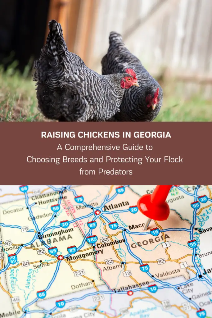 Raising chickens can be a rewarding experience, whether you're interested in producing eggs or meat, or just want some feathered companions in your backyard. If you live in Georgia, there are many breeds of chicken that are well-suited to the state's humid subtropical climate.