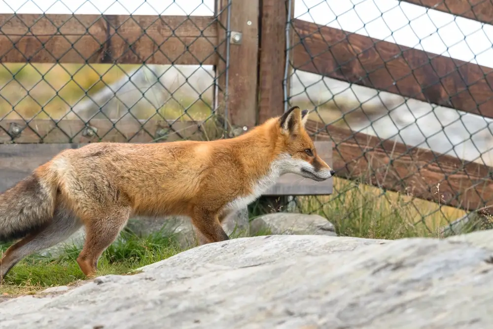 Red Fox in front of mesh fence